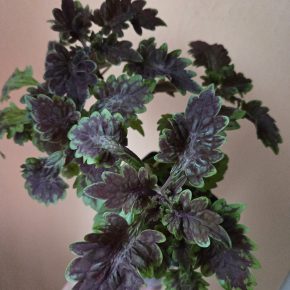 Trs kopřiv fialovozelená