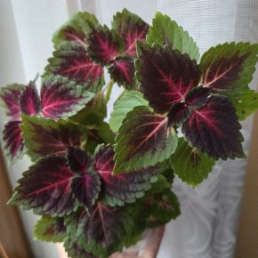 Trs kopřiv neon růžová + zelená