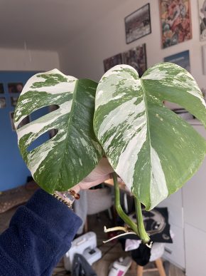 monstera variegata - řízek