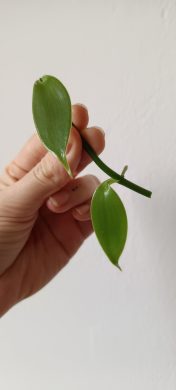 Vanilka (Vanilla planifolia) 1