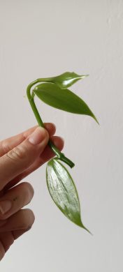 Vanilka (Vanilla planifolia) 2