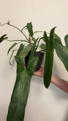 philodendron atabapoense