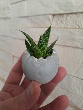 Sukulent ve vajíčku