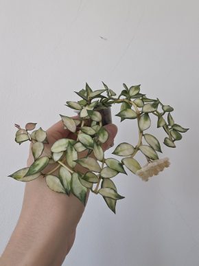 Řízek Hoya lacunosa variegated