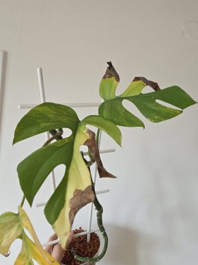 Rhaphidophora tetrasperma variegata AUREA monstera minima