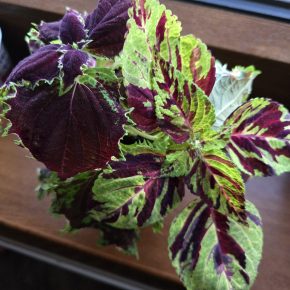 Kopřiva žíhaná + bordó