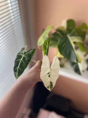 Alocasia Micholitziana (Frydek) Variegata