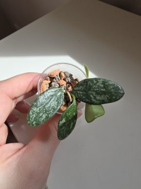 Hoya Lima splash