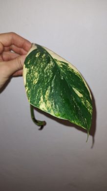 Monstera Aurea za drobný peníz