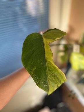 Monstera Aurea small form G