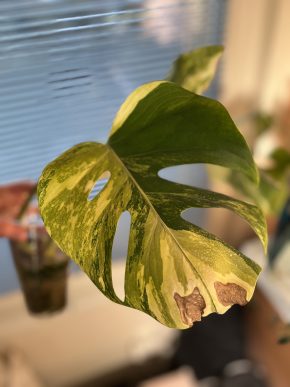 Monstera Aurea small form E