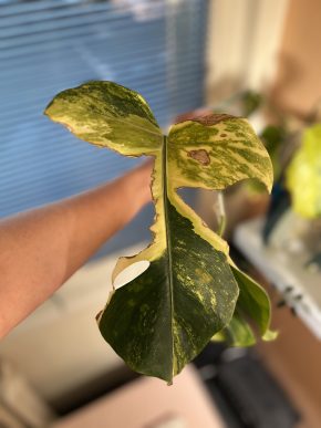 Monstera Aurea small form F