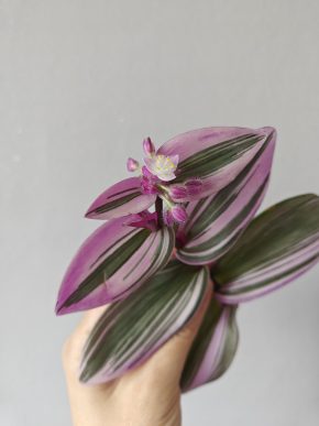 Zakořeněný kvetoucí řízek Tradescantia Nanouk / voděnka,poděnka