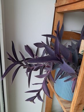 Tradescantia pallida "purple heart" - řízek
