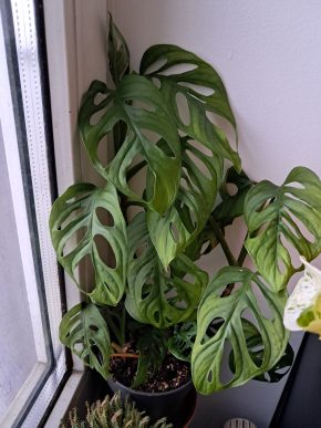 Monstera adansonii "monkey mask" - řízek