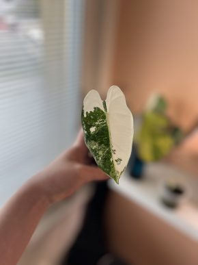 Alocasia Frydek var.