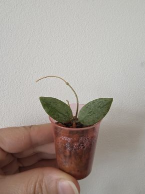 Hoya thomsonii 'spotted leaf'