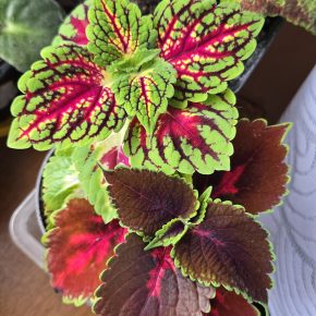 Kopřiva okrasná + červená neon