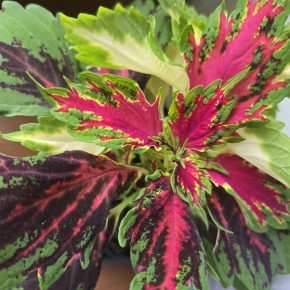 Kopřiva zelenožlutá + růžová neon střapatá