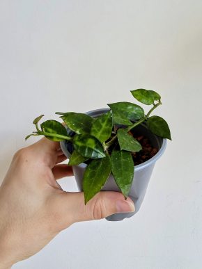 Hoya lacunosa Amarillo