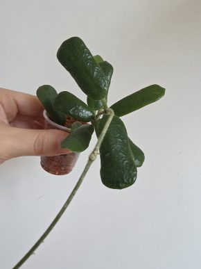 Hoya rotundiflora