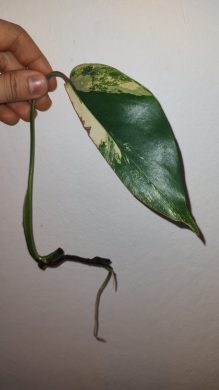 Monstera Aurea za drobný peníz