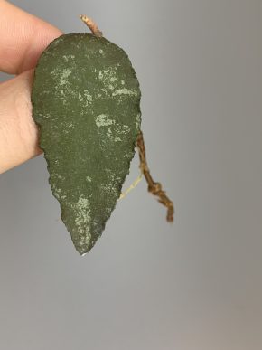 Hoya caudata Sumatra