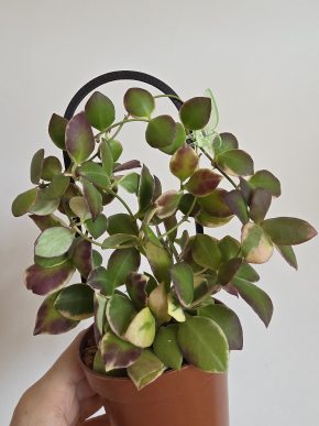 Hoya heuschkeliana albomarginata - řízek