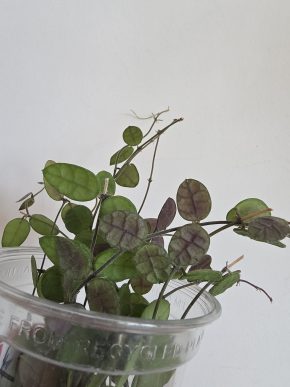 Dischidia hirsuta - řízek