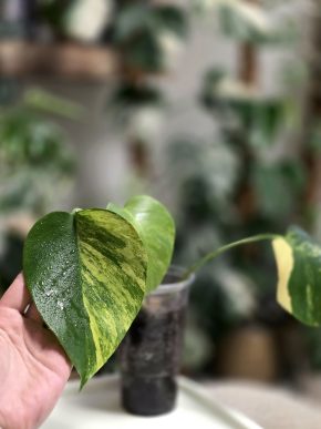 Monstera Deliciosa Aurea