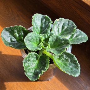 Fialka tmavě fialová