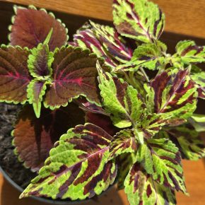 Kopřivy žíhaná + bordó zelená