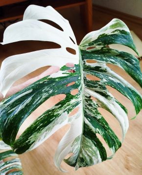 Monstera deliciosa albo variegata