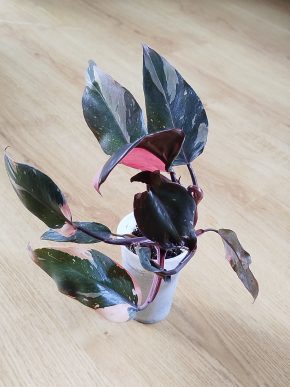 Philodendron Pink Princess