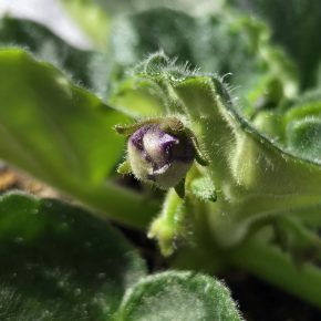 Fialka tmavě fialová