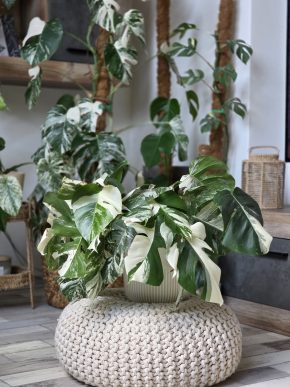 Monstera Deliciosa albo variegata - vrcholový řízek