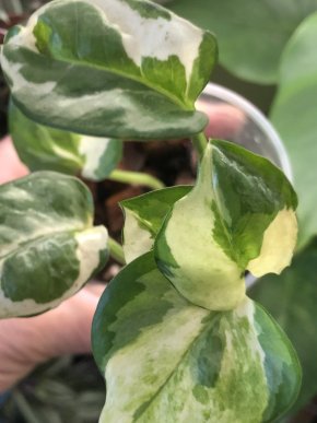 Epipremnum N’jon - rostlina