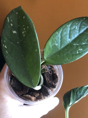 Hoya Carnosa - rostlina .