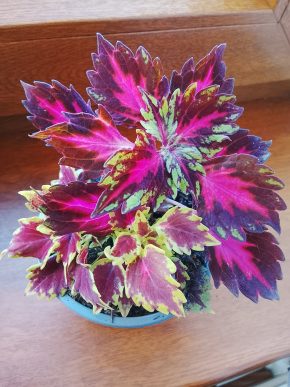 Kopřivy neon růžová + bordó zelená