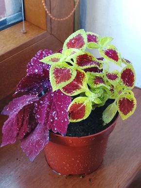 Kopřivy červená + žlutá zelená