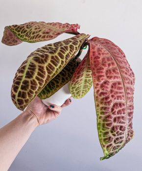 Labisia kura kura (turtle back)