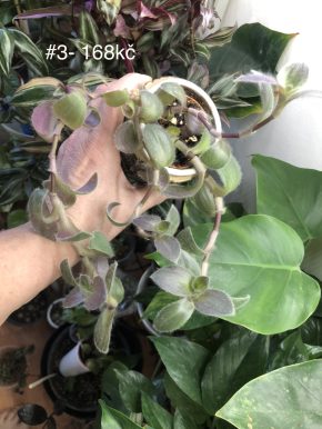 Tradescantia Pale Puma - rostlina
