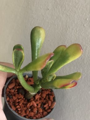 Crassula Horn Tree - rostlina