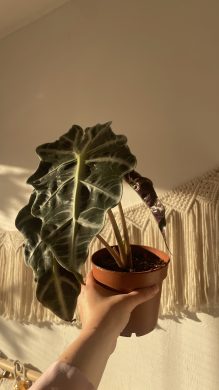 Alocasia "Polly"