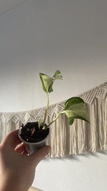 Epipremnum Manjula / Happy Leaf