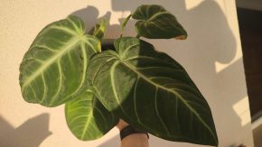 Anthurium villenaorum
