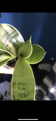Sansivieria Silver Star - rostlina