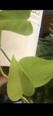 Epipremnum Elysees - vrcholový řizek