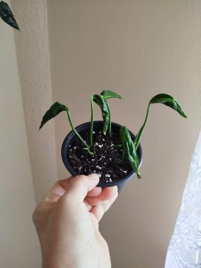 Epipremnum shangri la
