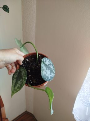 Scindapsus exotika